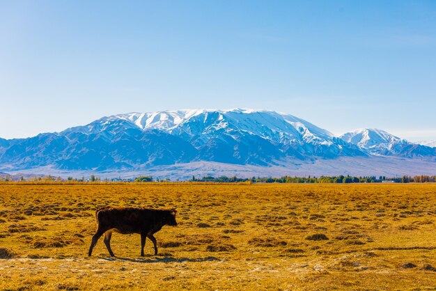 Milk cow walking back home from freerange grazing on yellow dry grass field in front of mountains