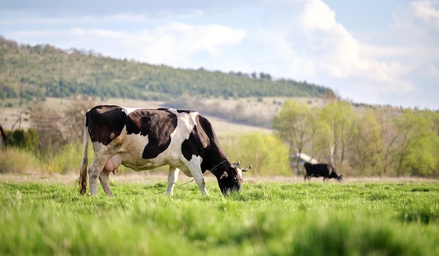 Vacche da latte che pascolano sul pascolo verde dell'azienda agricola il giorno d'estate alimentazione del bestiame sui pascoli dei terreni agricoli