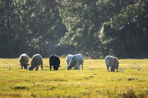 Milk cows grazing on green farm pasture on summer day Feeding of cattle on farmland grassland