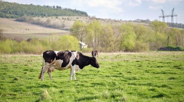 写真 milk cows grazing on green farm pasture on summer day feeding of cattle on farmland grassland