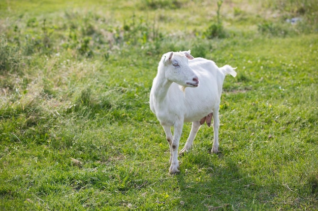 Milk goat