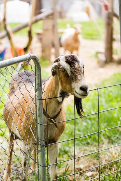 Milk goats at the small urban goat farm.