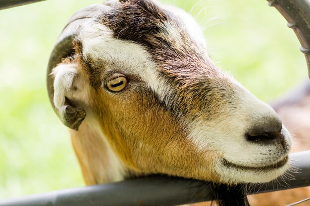 Milk goats at the small urban goat farm.