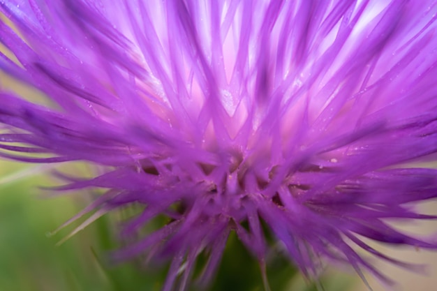 Milk thistle close up for background concept and illustration silybum marianum cardus