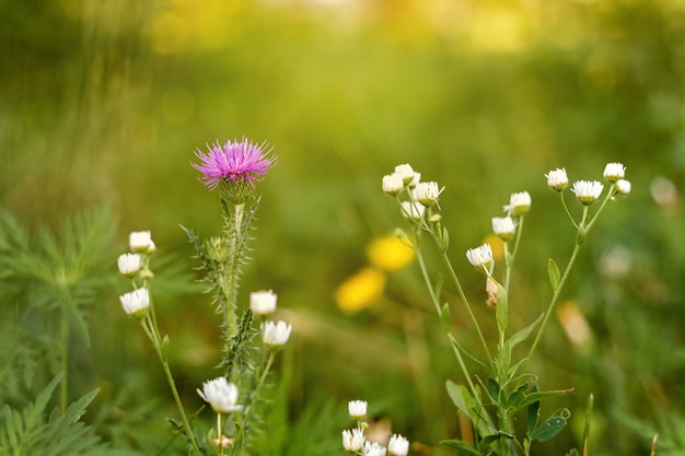 Milk thistle has other common names including cardus marianus milk thistle common thistle