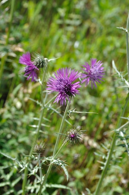 Milk thistle in spring in Portugal