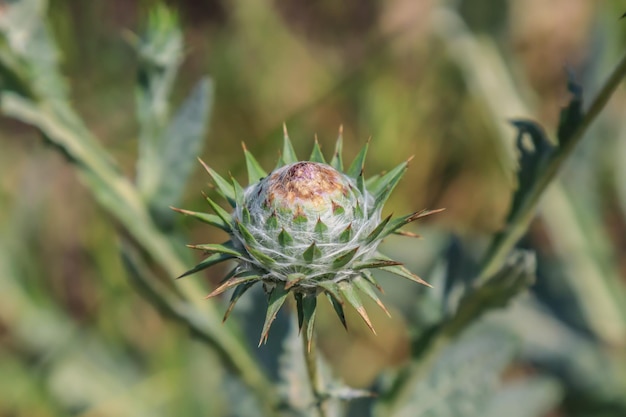 밀크씨슬Onopordum acanthium cotton thistle in nature