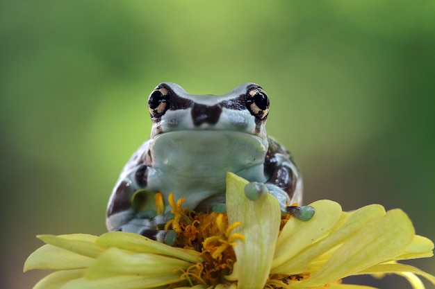 Foto fiore giallo della raganella del latte