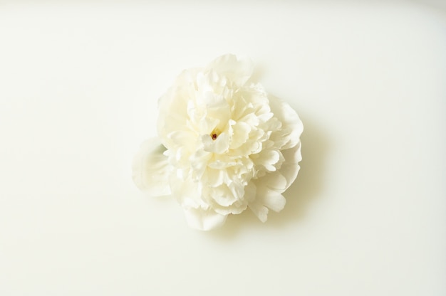 Milk water with white peony