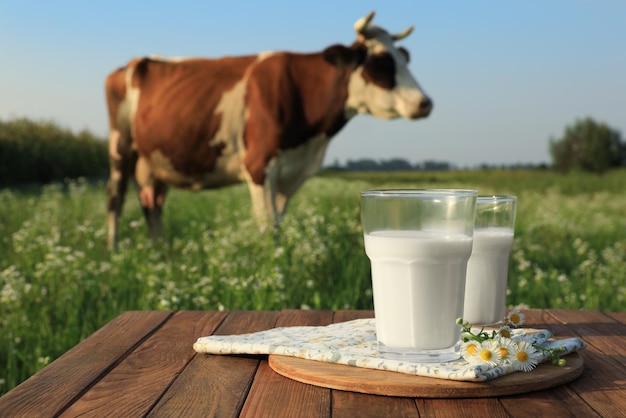 Milk with camomiles on wooden table and cow grazing in meadow