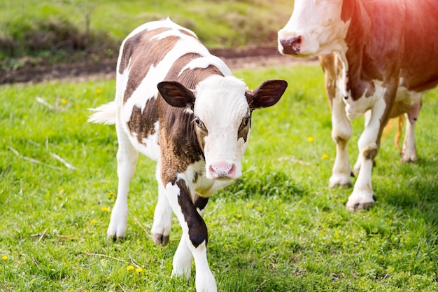 乳牛と小さな子牛の放牧牧草地の牛牧草地で母親の隣で草を食べる美しい茶色と白の子牛