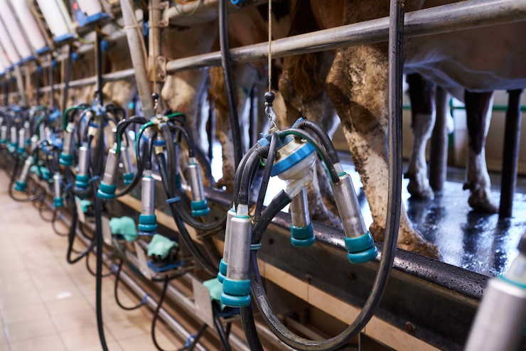 Photo milking machine on a dairy farm close up