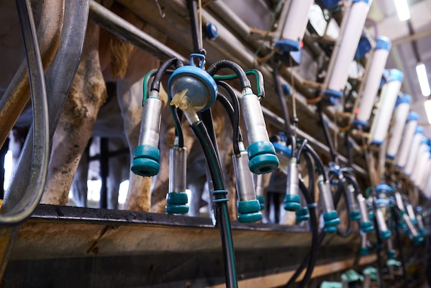 Milking machine on a dairy farm close up