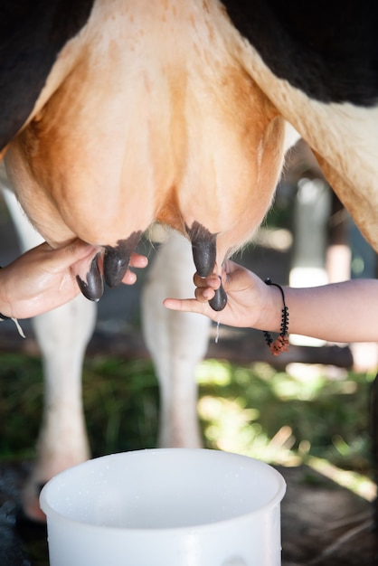 Mungitura della mammella mucca, mano contadina donna lavoratore espressione manuale di latte al serbatoio secchio bianco.