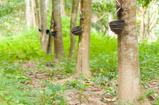 Photo milky latex extracted from rubber tree