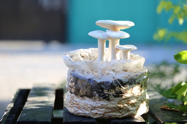 Milky-mushroom growth on the soil in the farm