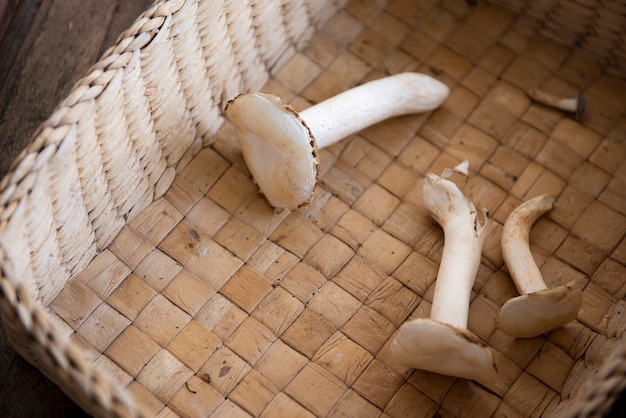 Foto i funghi lattiginosi sono coltivati da mushroom farming. posizionato in un vassoio per preparare la pulizia