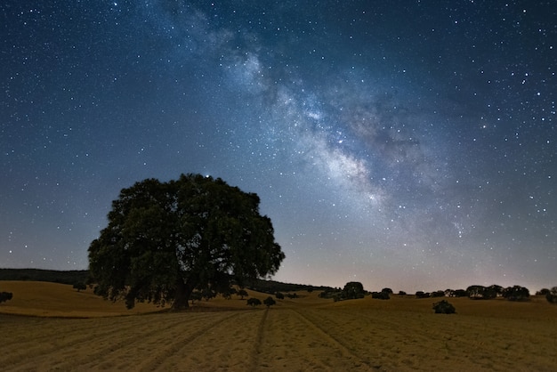 写真 大きな木の風景の上の天の川