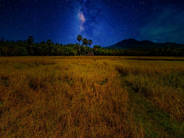 Milky Way and rice fields