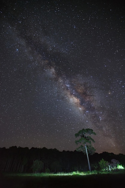 Phu Hin Rong Kla National Park의 은하수와 나무 실루엣Phitsanulok Thailand 곡물이 있는 긴 노출 사진