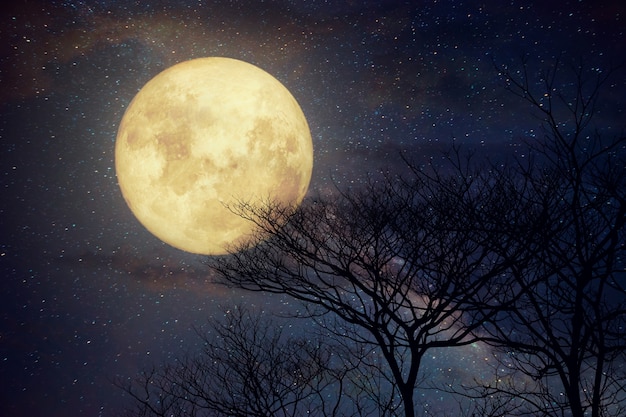 Milky Way star in night skies, full moon and old tree - Retro style artwork with vintage color tone (Elements of this moon image furnished by NASA)