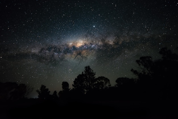 木のシルエットの上の天の川と星空。天体写真のコンセプト