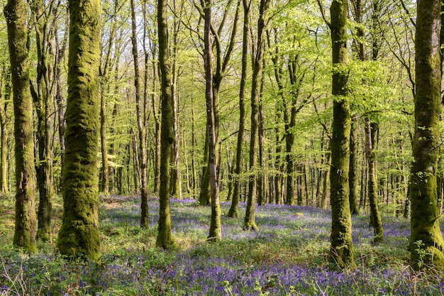 Millagnmeen beech forest in the warm spring light with bluebells flowers.