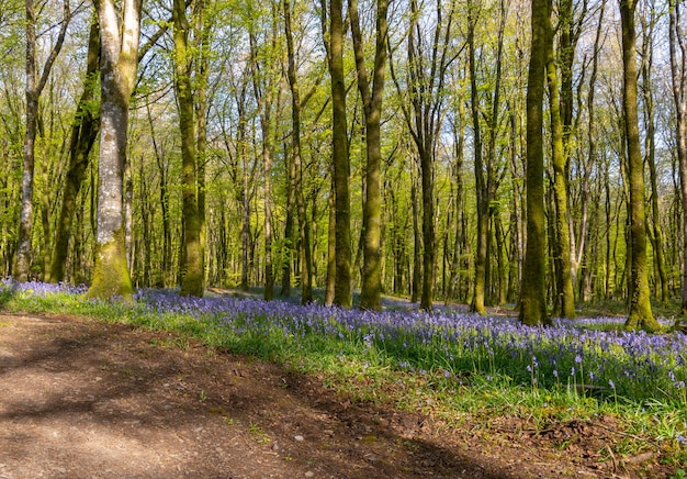 Millagnmeen beukenbos in het warme lentelicht met klokjesbloemen.