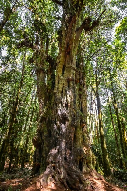 Photo millennial tree in the tepuhueico national park