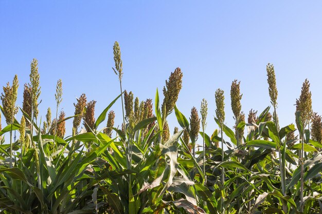 Photo millet field