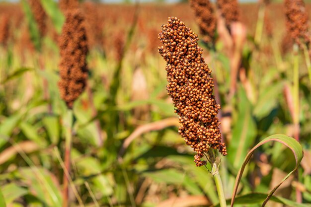 Foto il miglio o il sorgo, un'importante coltura di cereali nei campi