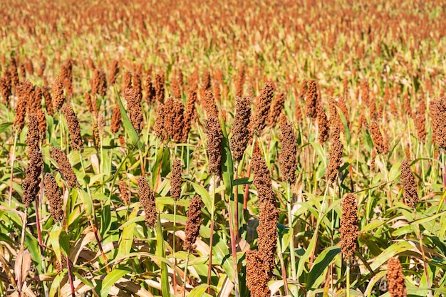 キビまたはソルガム畑の重要な穀物