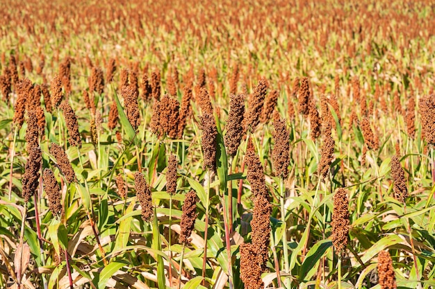 Miglio o sorgo un'importante coltura di cereali in campo