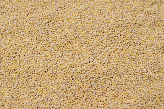 Millet top view background Grain background