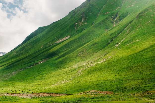 100万匹の羊がジョージア州コーカサスの緑の山を歩きます。野生の自然の中で素晴らしい景色。