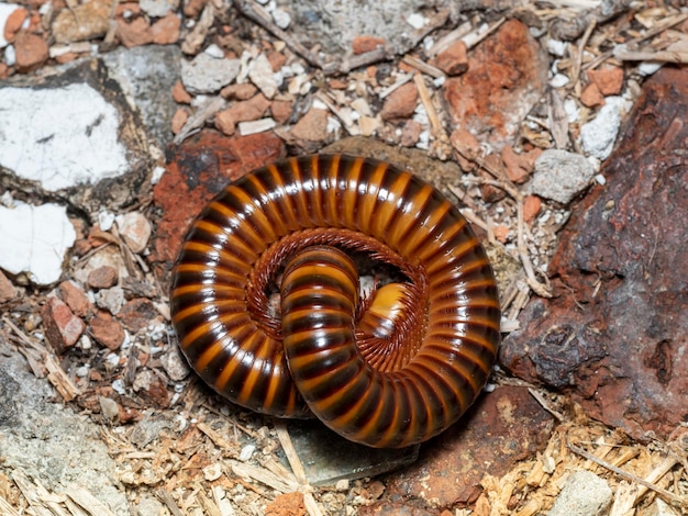 Millipede on floor try to protect itself