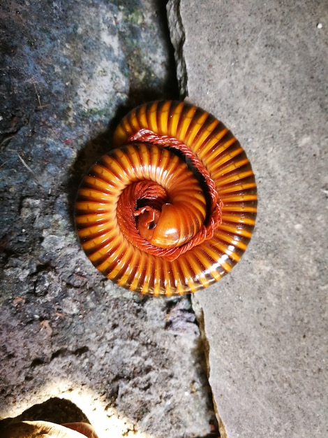 A millipede in a garden 