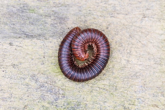 Millipede on the ground