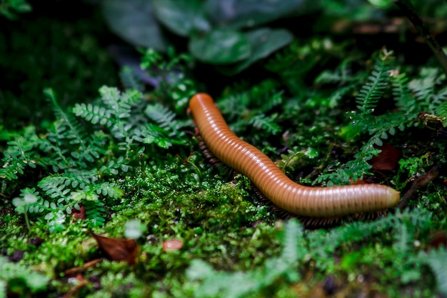 Millipede is on moss in nature
