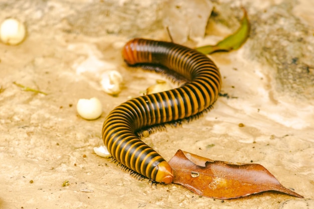 Photo millipede is the name of several families of invertebrates has a hard shell the body is long and divided into segments