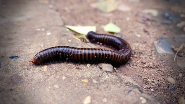 Photo millipede on the road