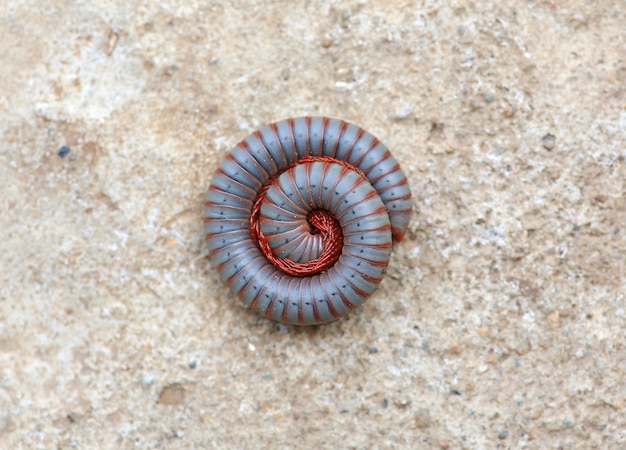 Millipede rolde op de cementgrond.