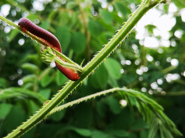 Millipede saw crawling on a tree.