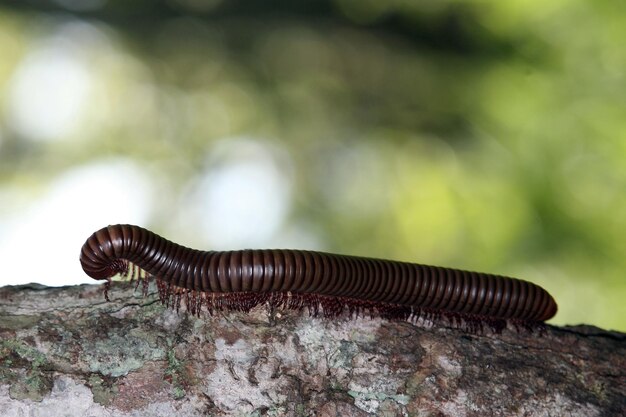 A millipede on a tree branch with a green background