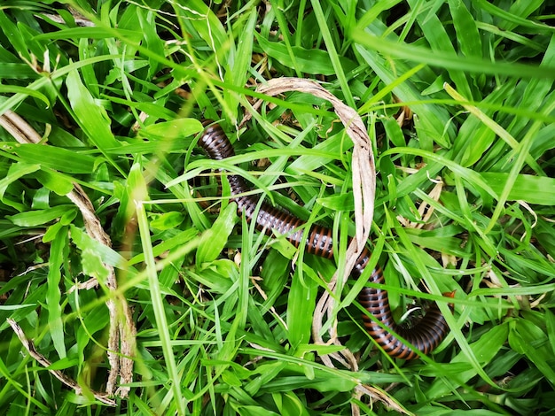 Millipede walking on green grass.