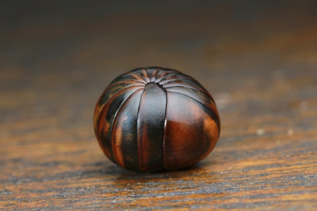 Millipede on wood in nature