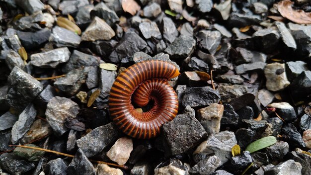 Photo millipedes are an order of invertebrates belonging to the phylum arthropoda