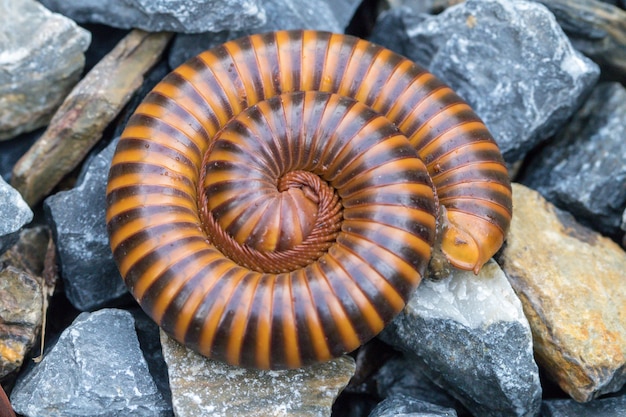 Millipedes curled up on ground.