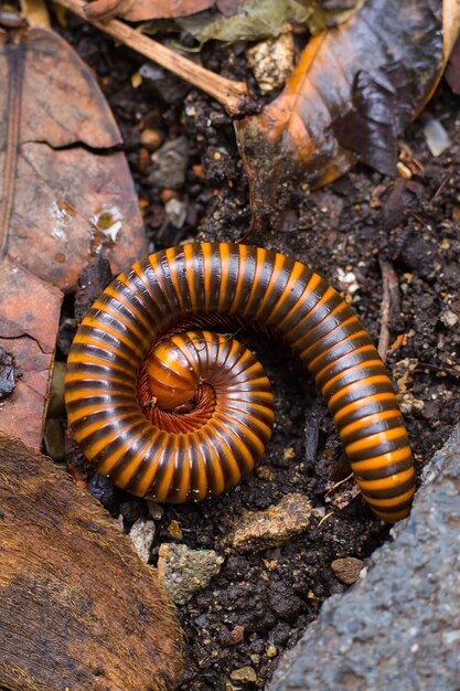 A millipedes walking for food on the ground.