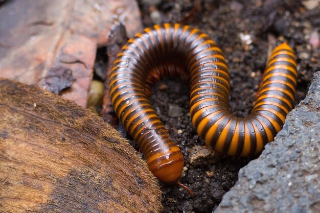 A millipedes walking for food on the ground.